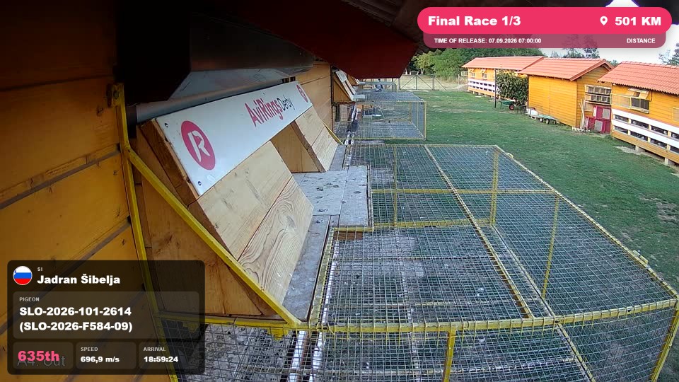 Pigeon Arrival Image For Race Final Race 1/3