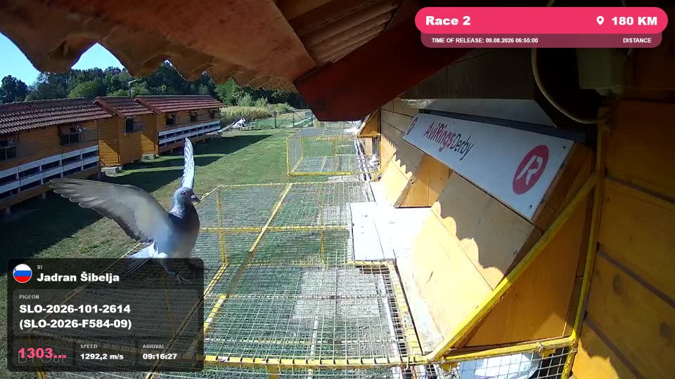 Pigeon Arrival Image For Race Race 2