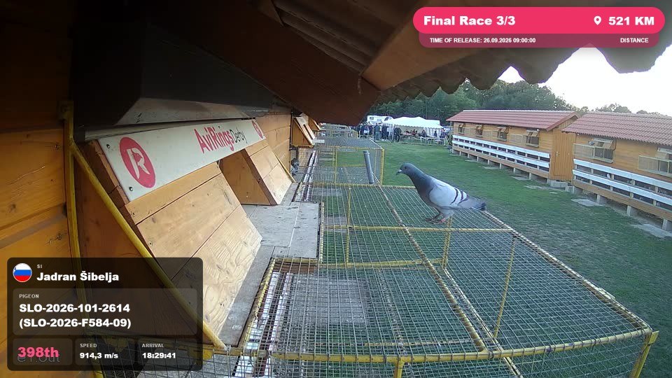 Pigeon Arrival Image For Race Final Race 3/3