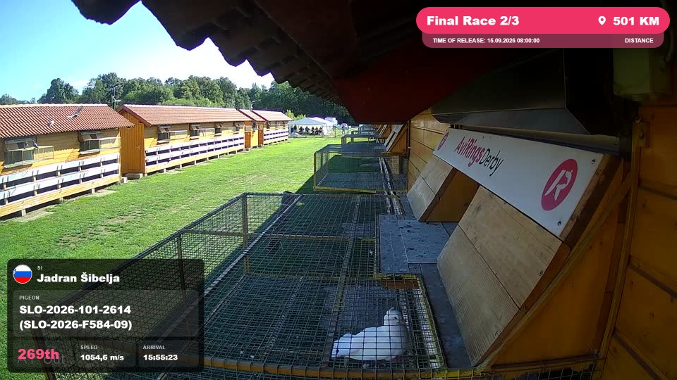Pigeon Arrival Image For Race Final Race 2/3