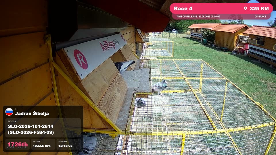 Pigeon Arrival Image For Race Race 4