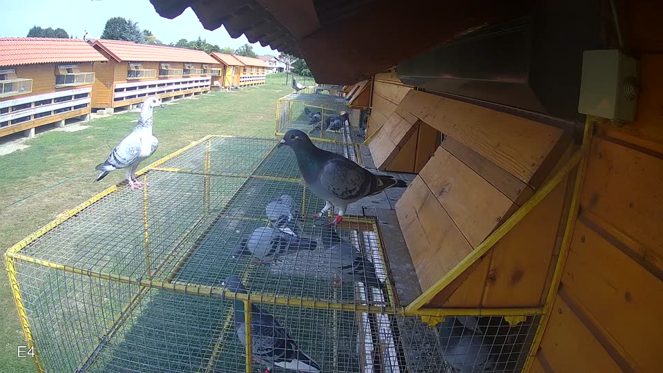 Pigeon Arrival Image For Race Race 3