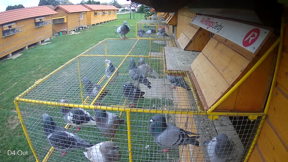 Pigeon Arrival Image For Race Final race 1