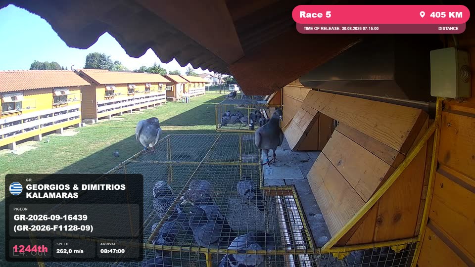 Pigeon Arrival Image For Race Race 5