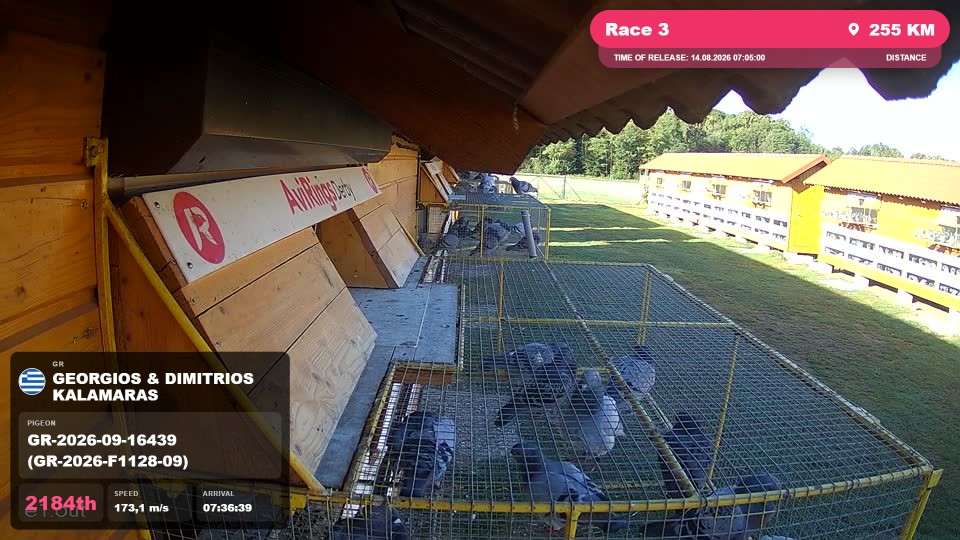 Pigeon Arrival Image For Race Race 3