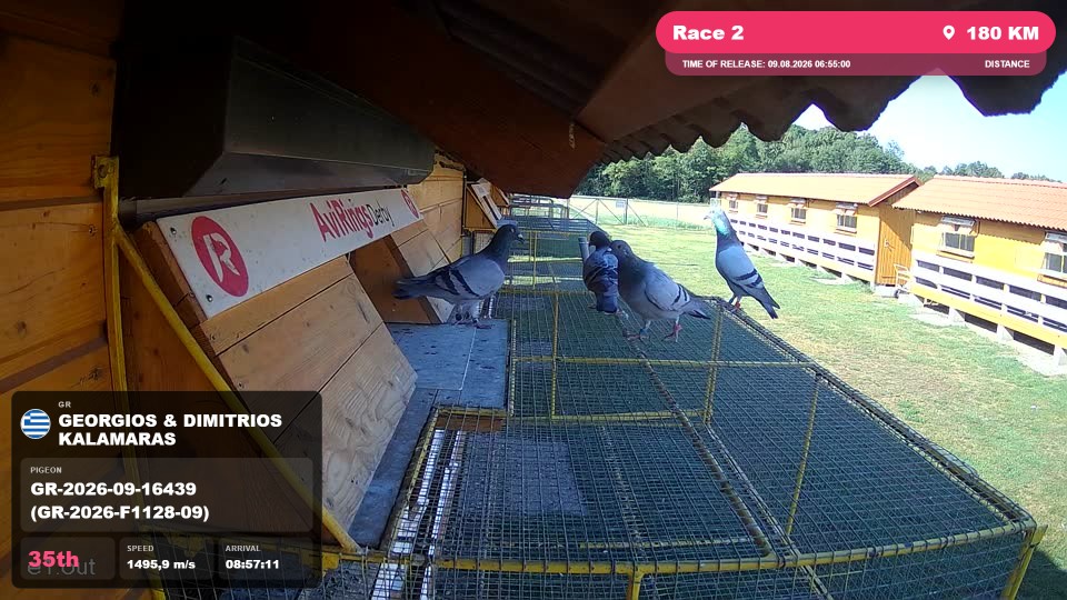 Pigeon Arrival Image For Race Race 2