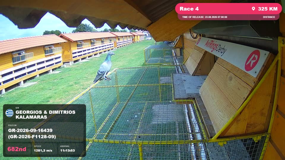 Pigeon Arrival Image For Race Race 4