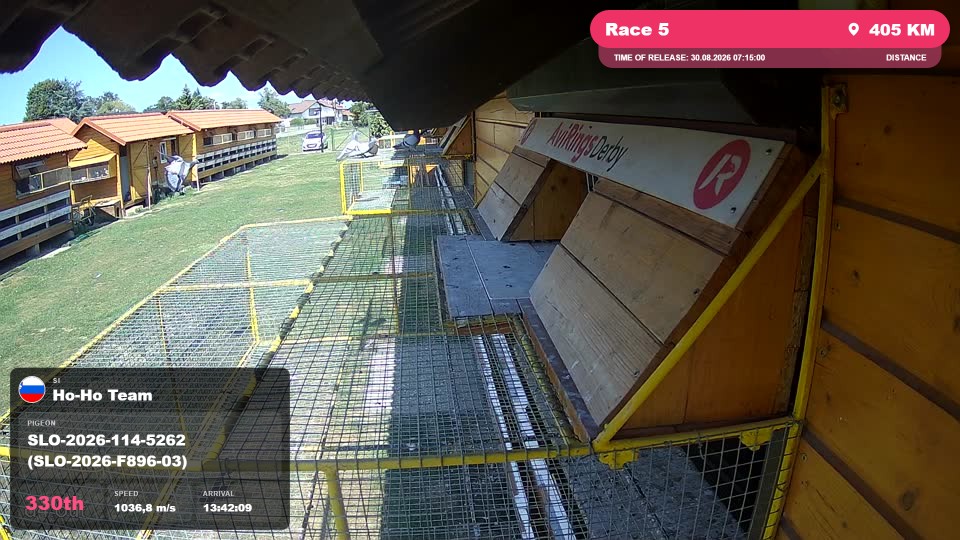 Pigeon Arrival Image For Race Race 5
