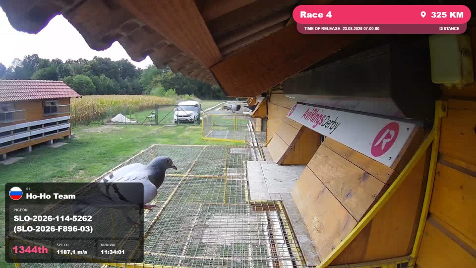 Pigeon Arrival Image For Race Race 4