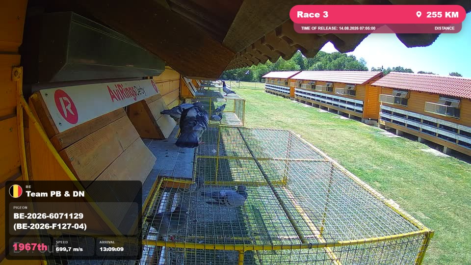 Pigeon Arrival Image For Race Race 3