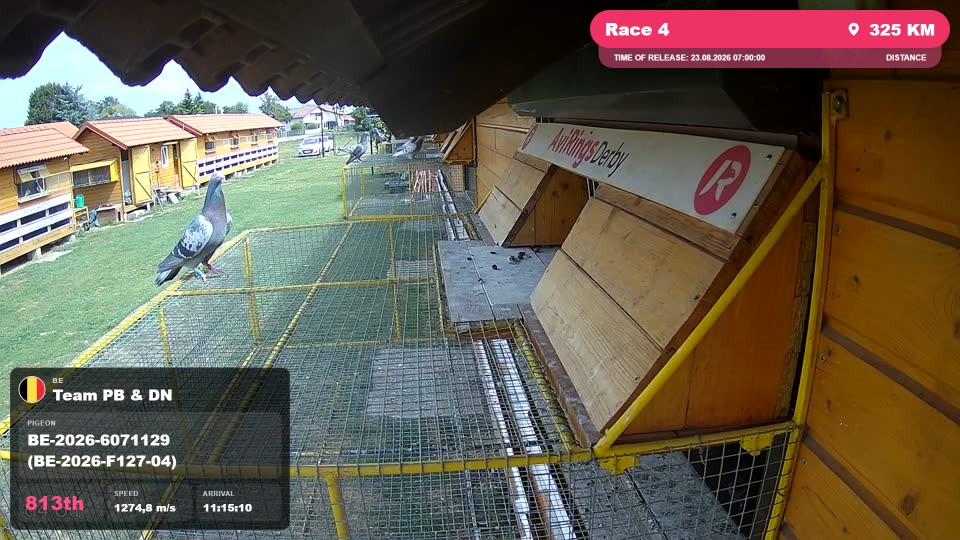 Pigeon Arrival Image For Race Race 4