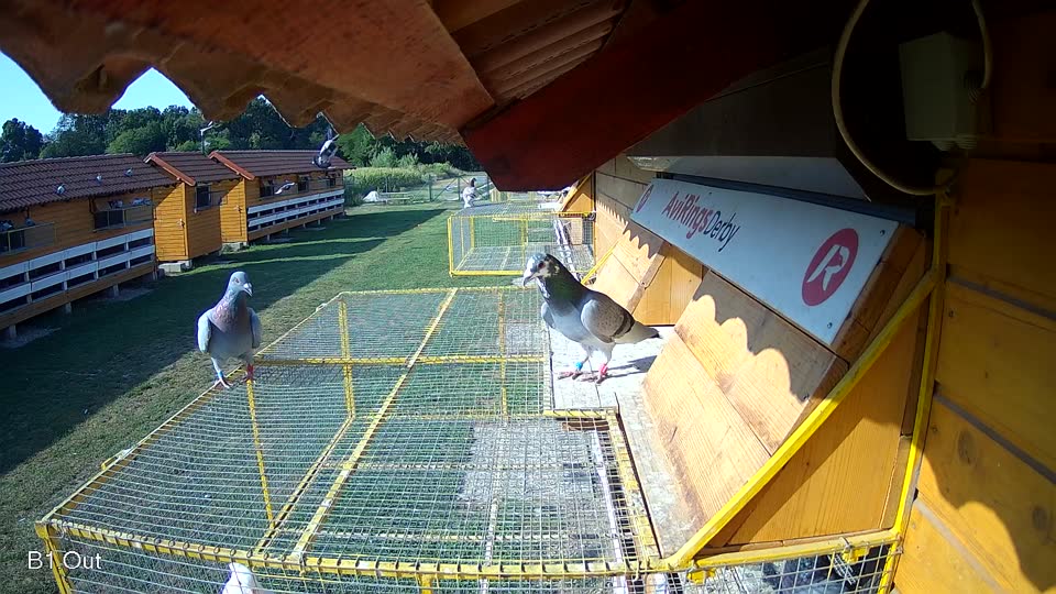 Pigeon Arrival Image For Race Race 1