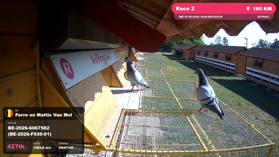 Pigeon Arrival Image For Race Race 2