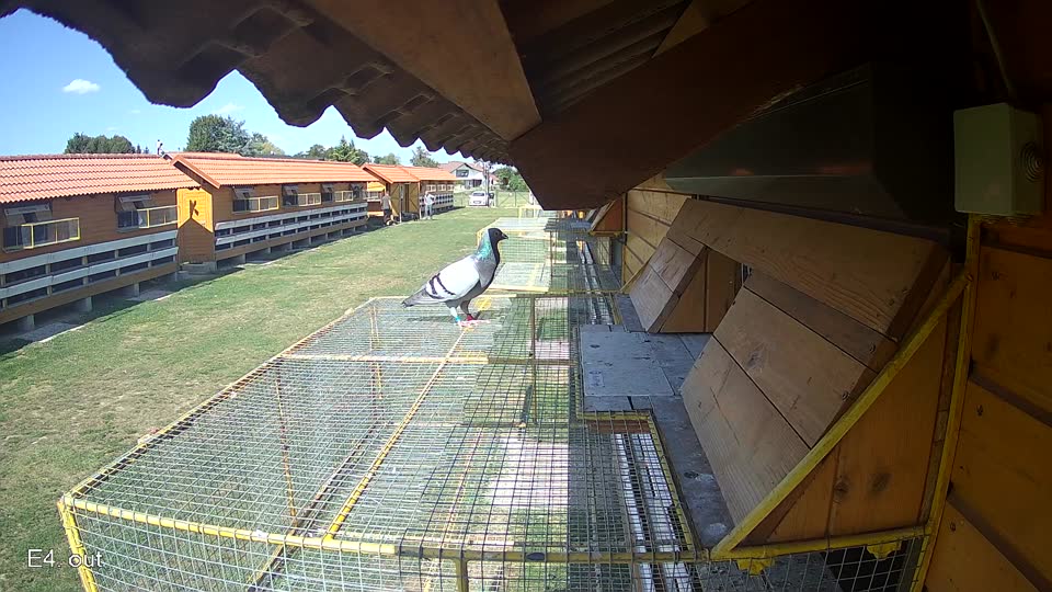 Pigeon Arrival Image For Race Race 5