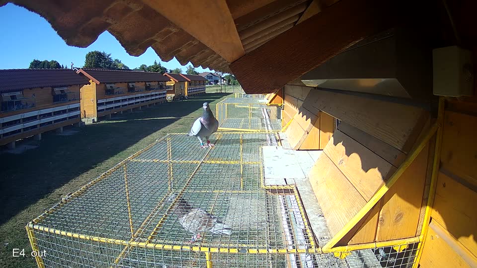 Pigeon Arrival Image For Race Race 3