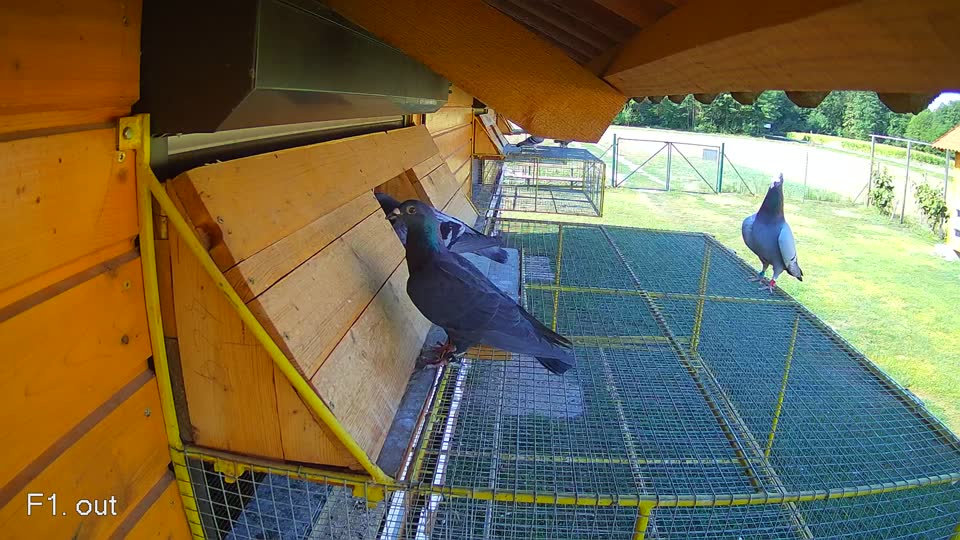 Pigeon Arrival Image For Race Race 2