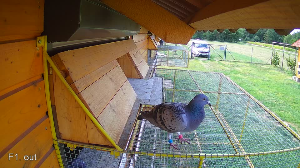 Pigeon Arrival Image For Race Race 4