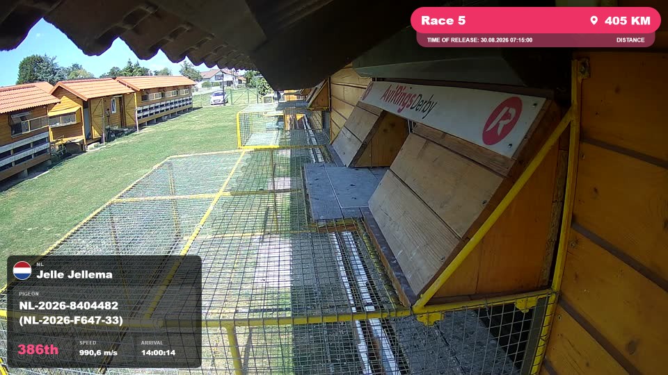 Pigeon Arrival Image For Race Race 5