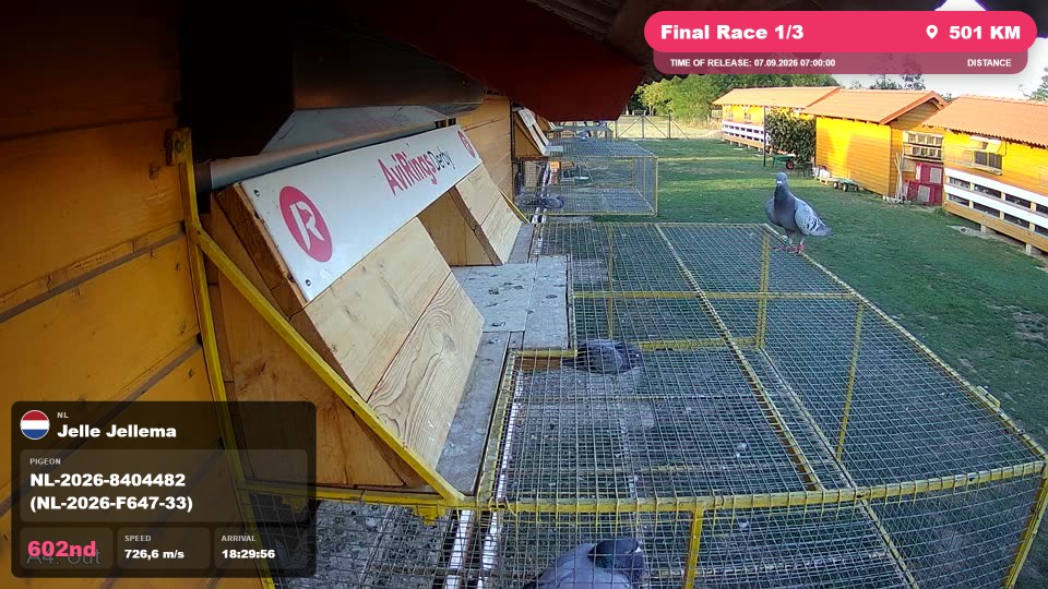 Pigeon Arrival Image For Race Final Race 1/3