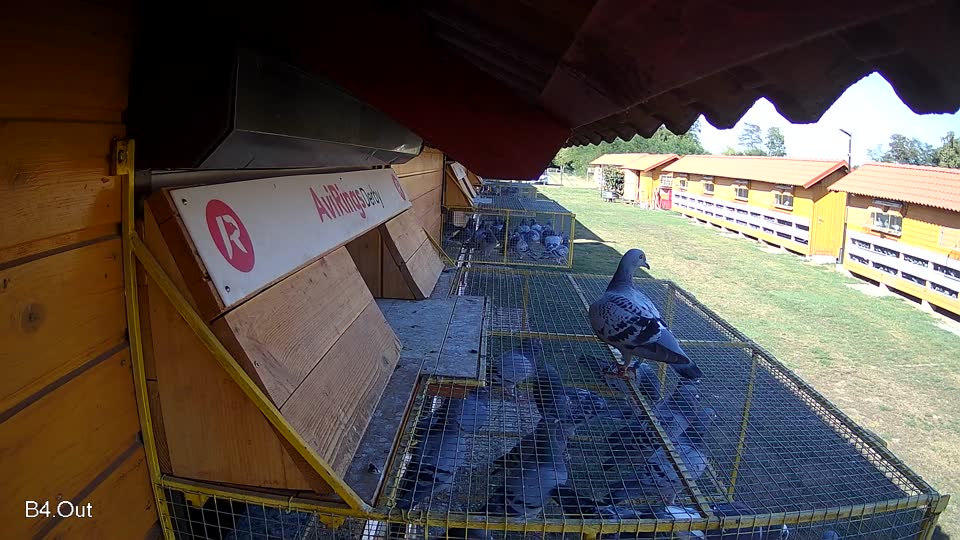 Pigeon Arrival Image For Race Race 2