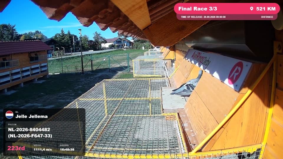 Pigeon Arrival Image For Race Final Race 3/3