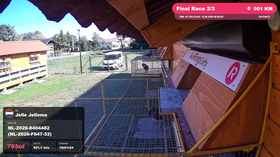 Pigeon Arrival Image For Race Final Race 2/3