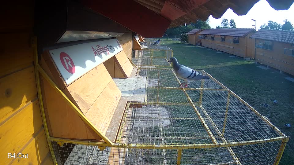 Pigeon Arrival Image For Race Race 4