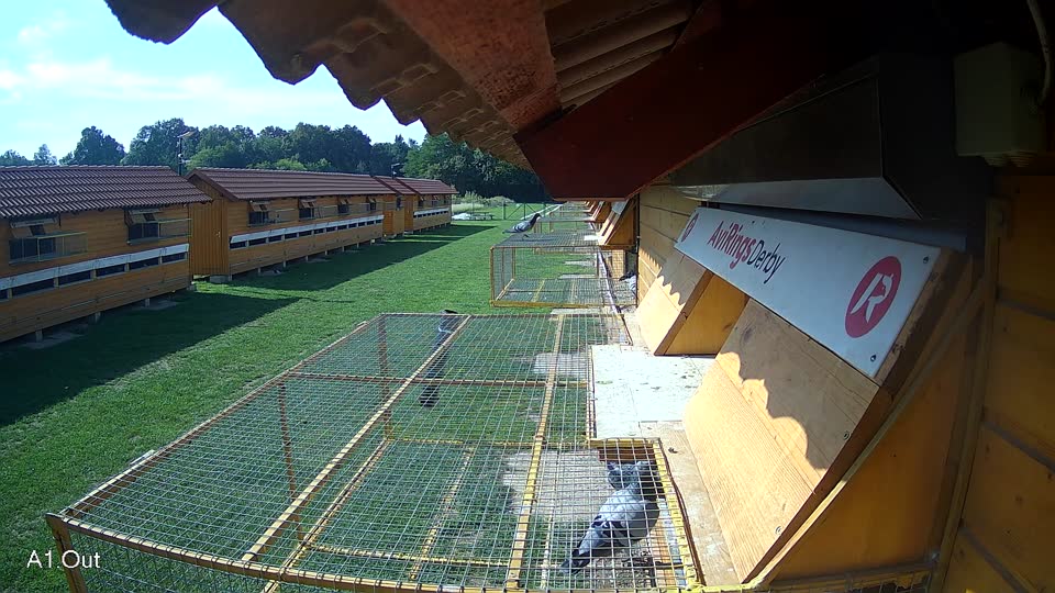 Pigeon Arrival Image For Race Final race 1