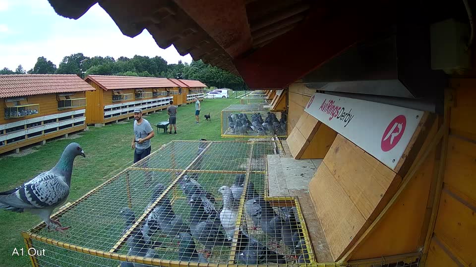 Pigeon Arrival Image For Race Race 2
