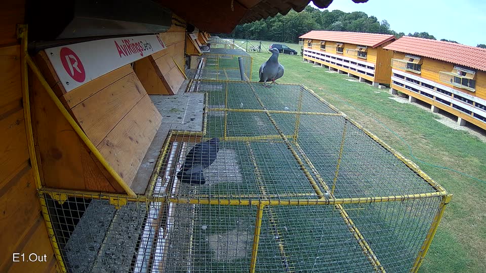 Pigeon Arrival Image For Race Race 3