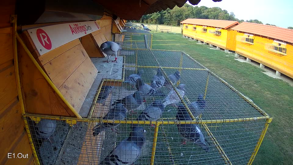 Pigeon Arrival Image For Race Race 4