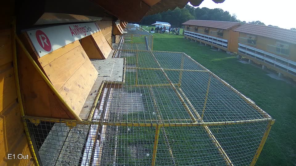 Pigeon Arrival Image For Race Final race 1