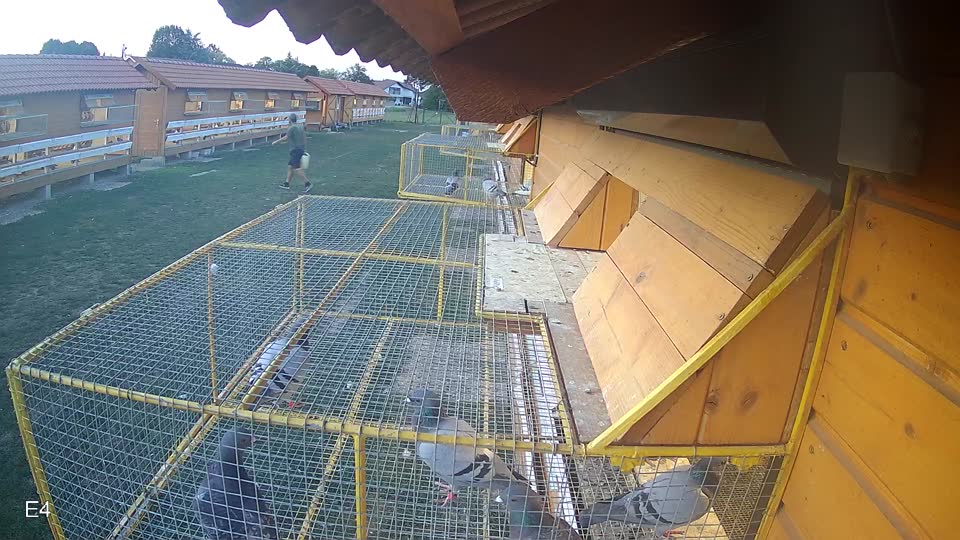 Pigeon Arrival Image For Race Race 5