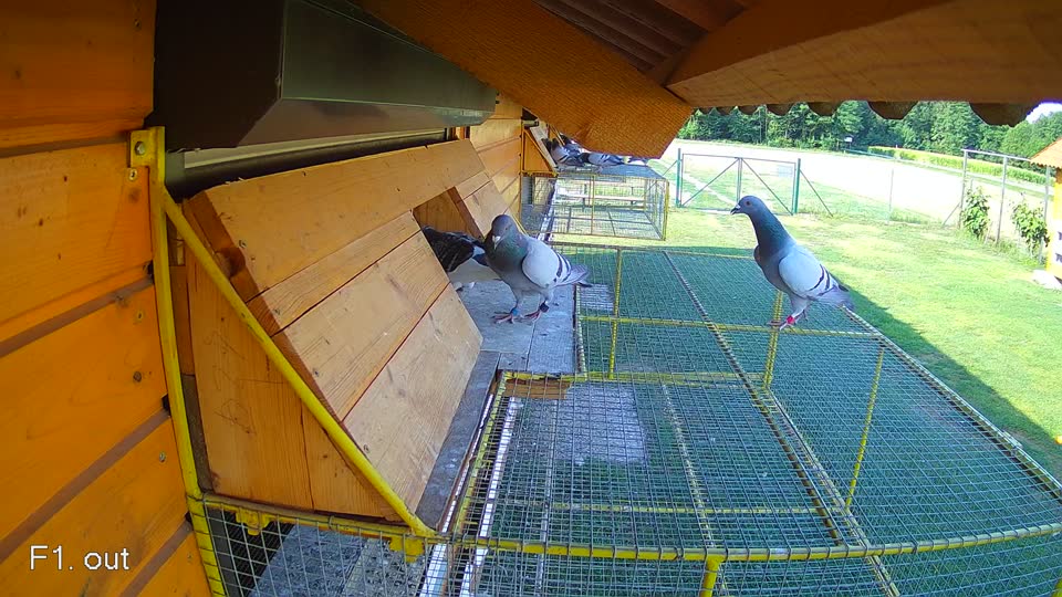 Pigeon Arrival Image For Race Race 1