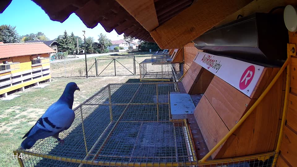 Pigeon Arrival Image For Race Race 3