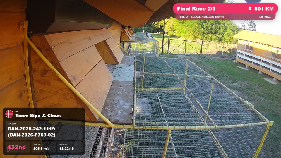 Pigeon Arrival Image For Race Final Race 2/3