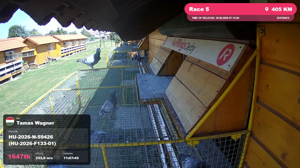 Pigeon Arrival Image For Race Race 5