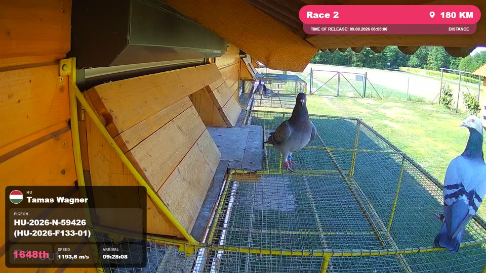 Pigeon Arrival Image For Race Race 2
