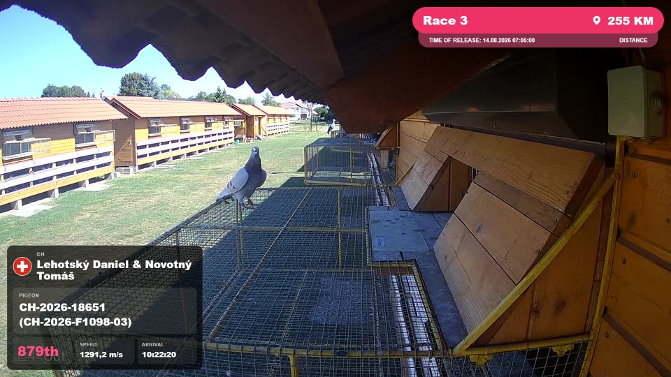 Pigeon Arrival Image For Race Race 3