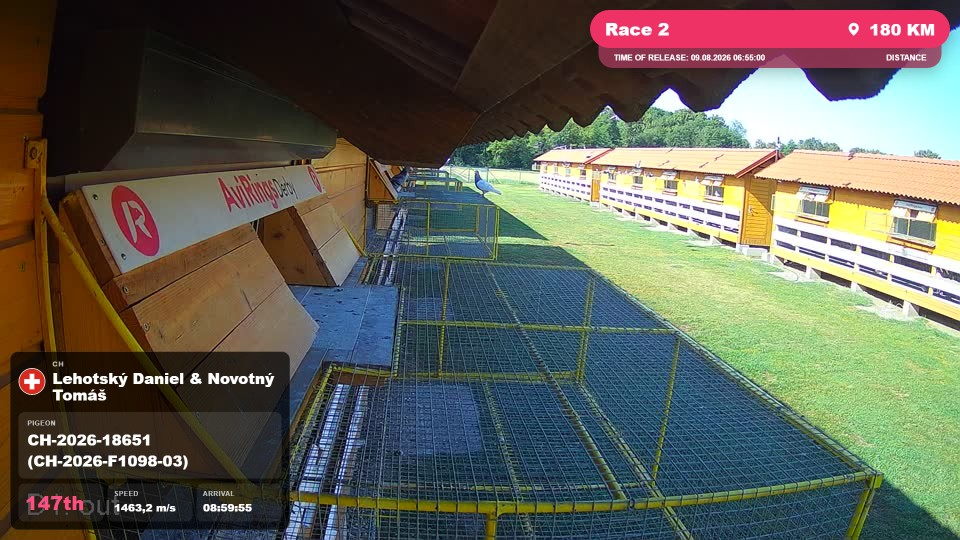 Pigeon Arrival Image For Race Race 2