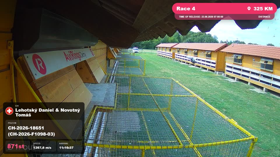 Pigeon Arrival Image For Race Race 4