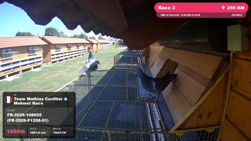 Pigeon Arrival Image For Race Race 3