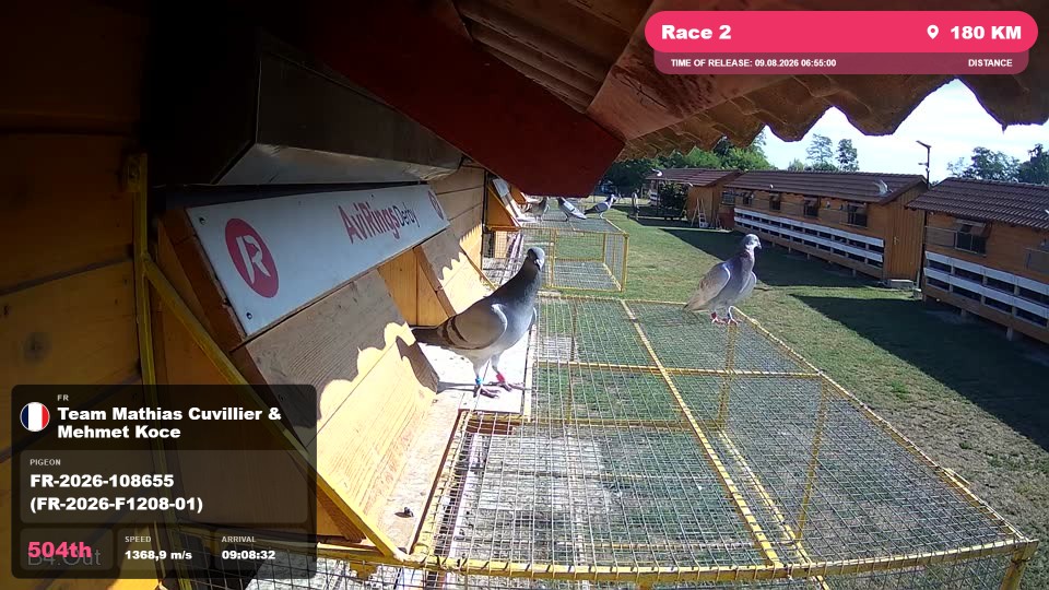 Pigeon Arrival Image For Race Race 2