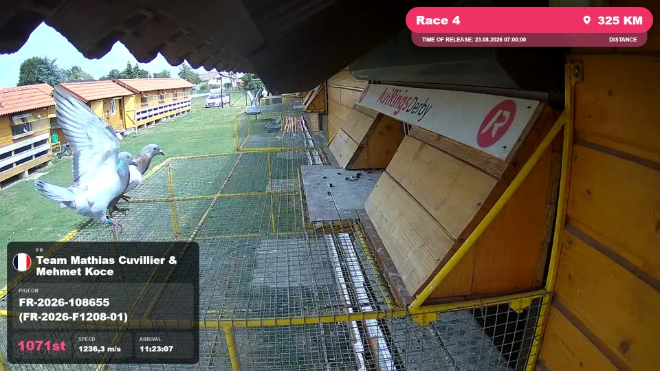 Pigeon Arrival Image For Race Race 4