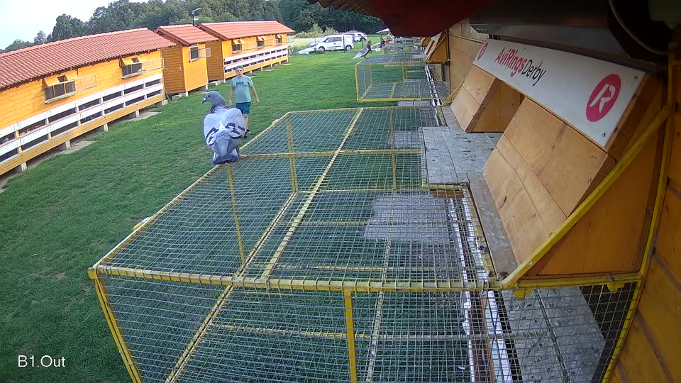 Pigeon Arrival Image For Race Final race 1