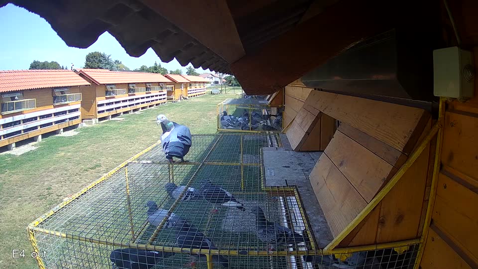 Pigeon Arrival Image For Race Race 1