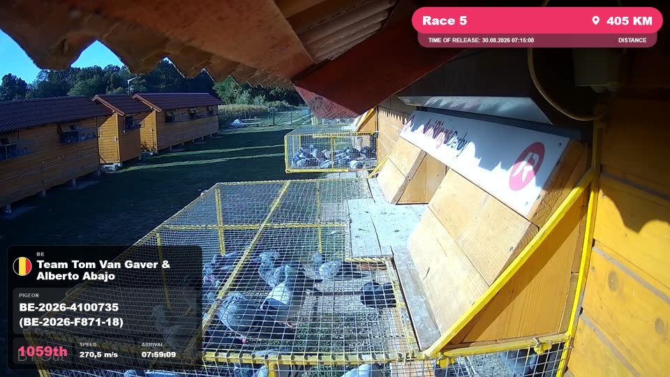 Pigeon Arrival Image For Race Race 5