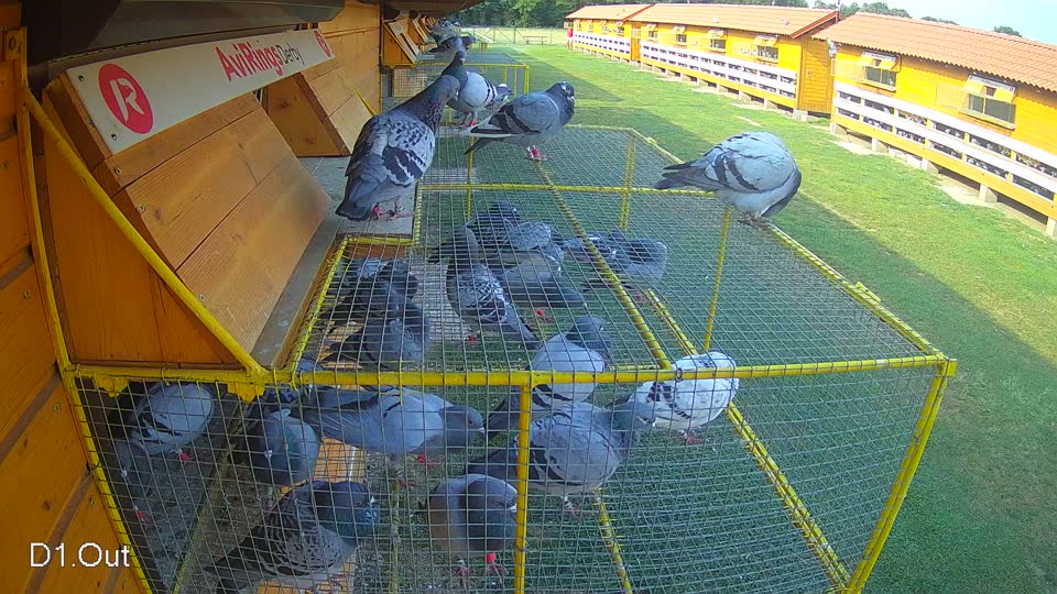 Pigeon Arrival Image For Race Race 4