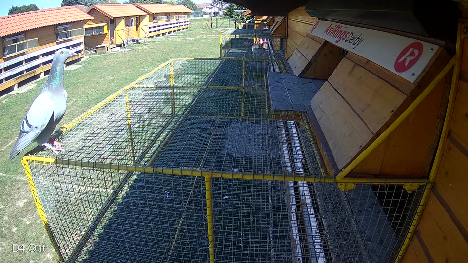 Pigeon Arrival Image For Race Race 5