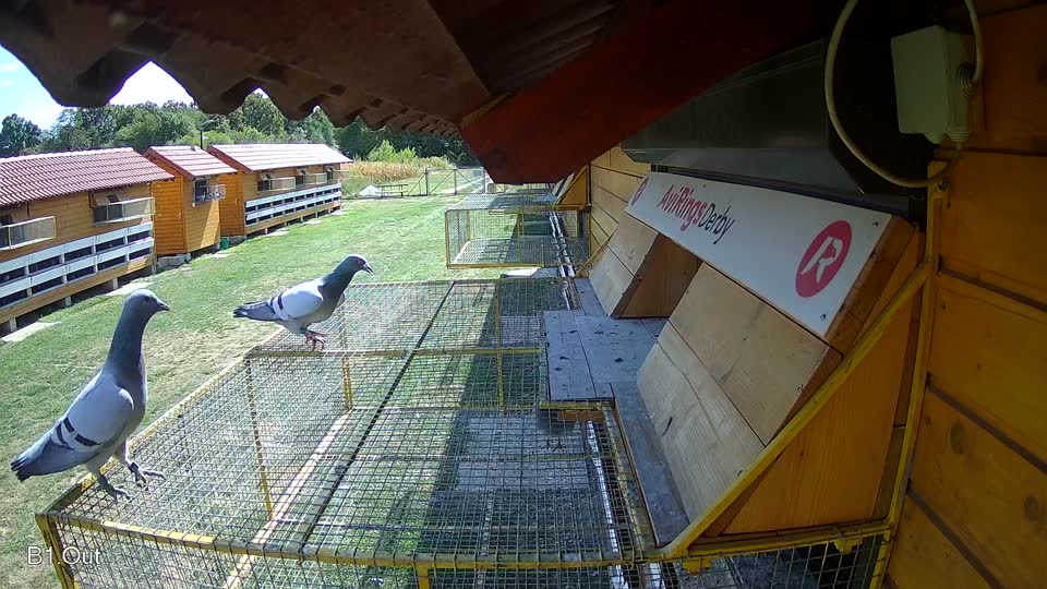 Pigeon Arrival Image For Race Race 5